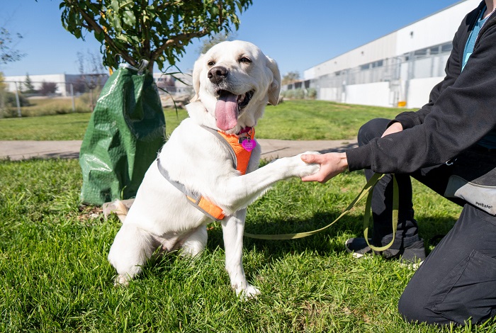Pet Training In Begumpet