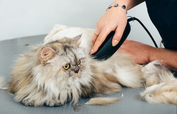Cat Grooming In Begumpet