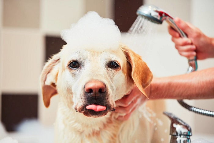 Pet Spa Service In HITEC City