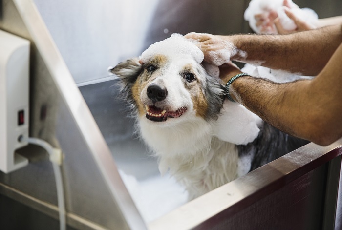 Pet Spa Service In HITEC City