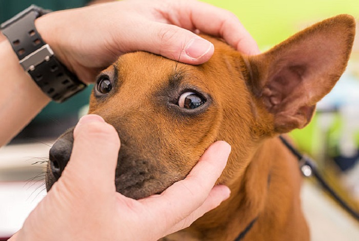 Pet Eye Care In HITEC City, Pet Ear Care In HITEC City, Pet Ear Plucking In HITEC City