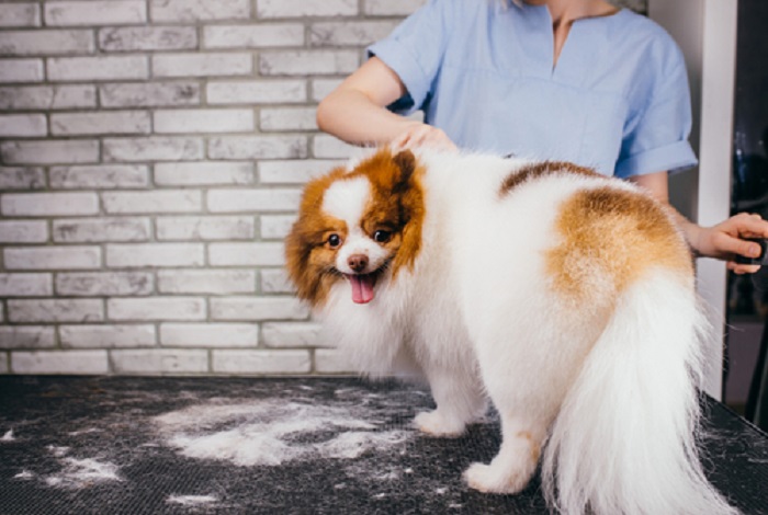 Pet Grooming In HITEC City