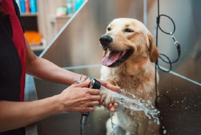 Pet Salon In HITEC City