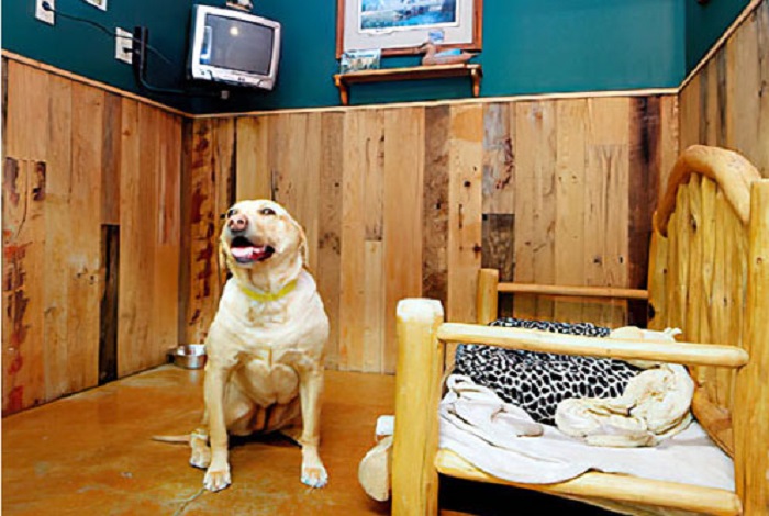 Pet Boarding Services In HITEC City