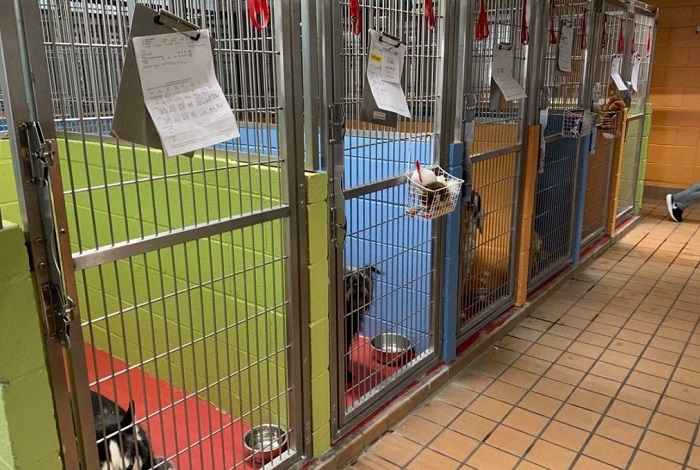 Pet Boarding Services In HITEC City