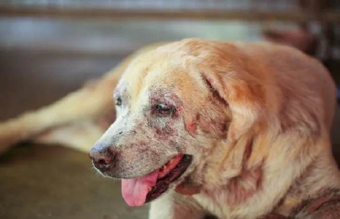 Pet Cosmetic Grooming Service In Kukatpally