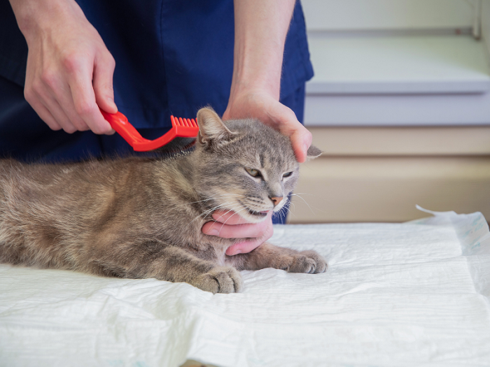 Dog Tick & Flea Treatment Services In Kukatpally
