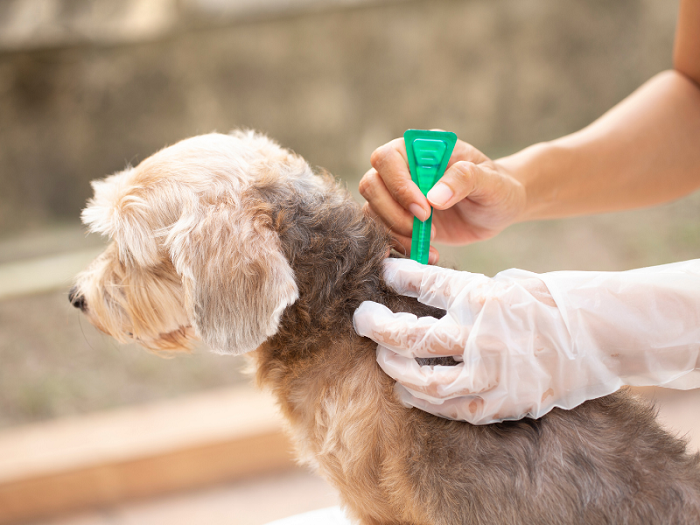 Dog Tick & Flea Treatment Services In Kukatpally