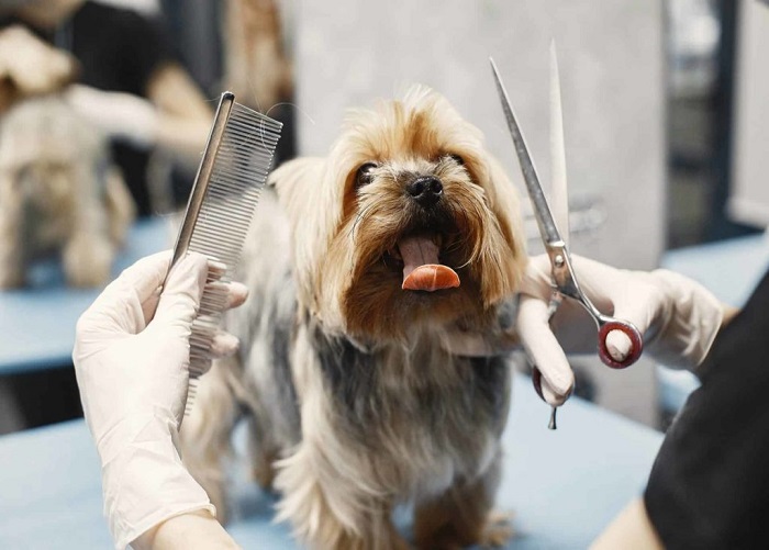 Pet DeMatting Service In Kukatpally