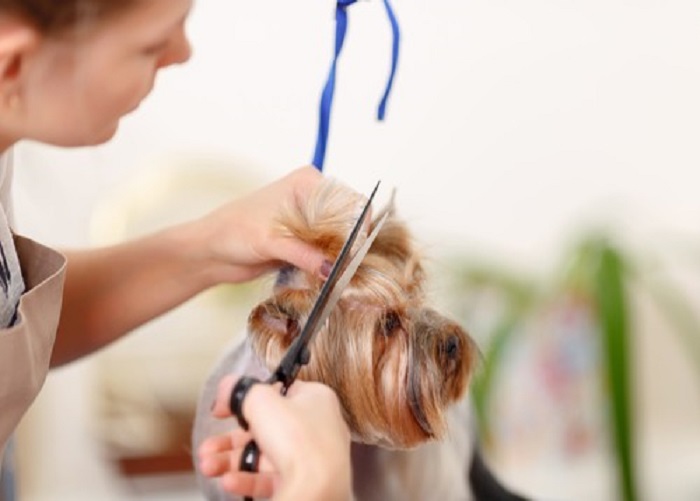 Pet DeMatting Service In Kukatpally