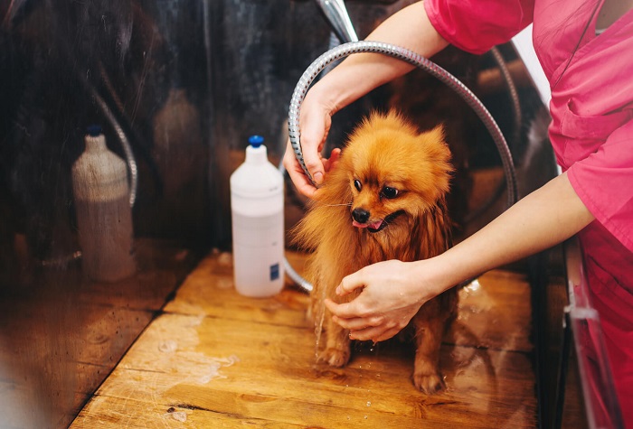 Pet Hair Clipping Service In Kukatpally