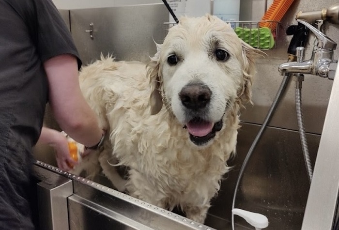 Pet Hair Clipping Service In Kukatpally