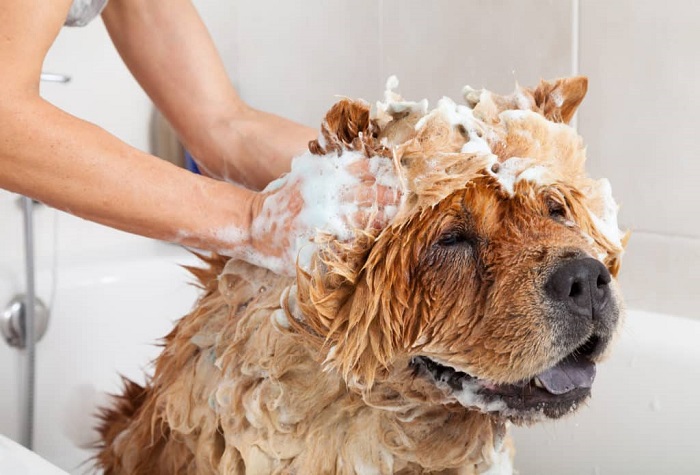 Pet Hair Conditioning Service In Kukatpally
