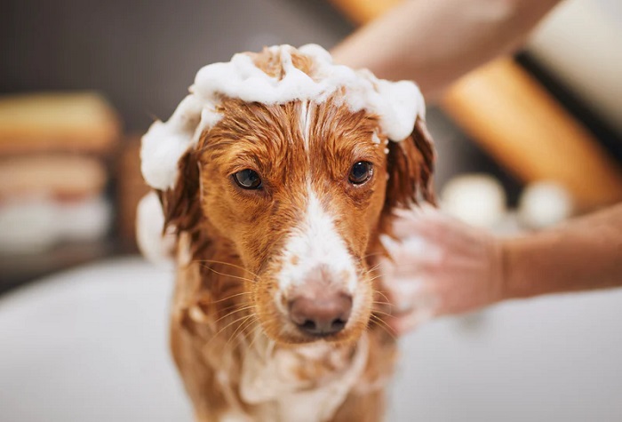 Pet Hair Conditioning Service In Kukatpally