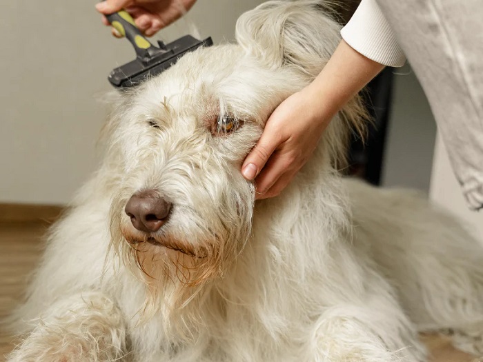 Pet Hair Colour Restoration Service In Kukatpally