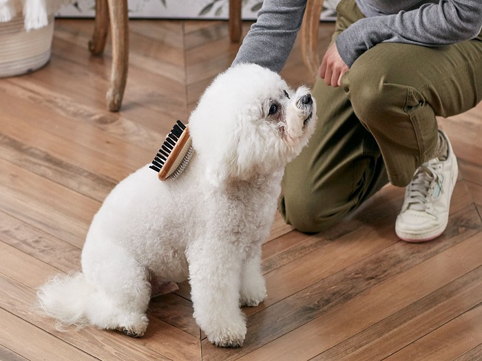 Pet Hair Colour Restoration Service In Kukatpally