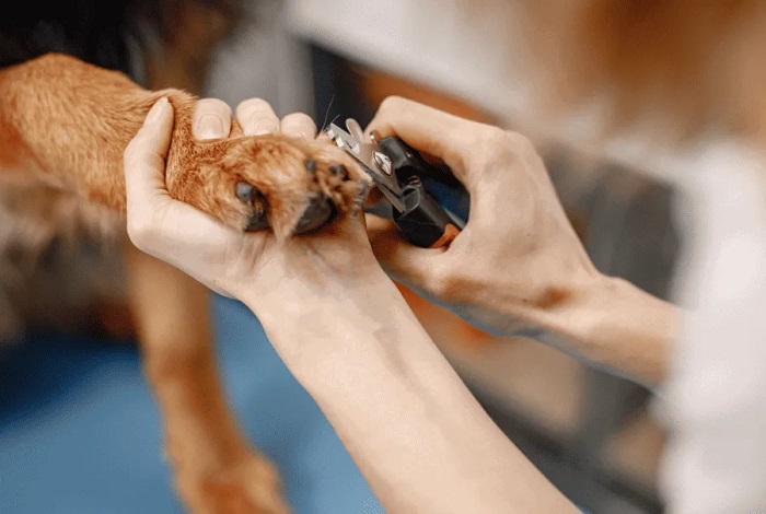 Pet Nail Maintenance In Kukatpally