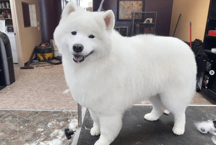 Pet Furminator Treatment Service In Kukatpally