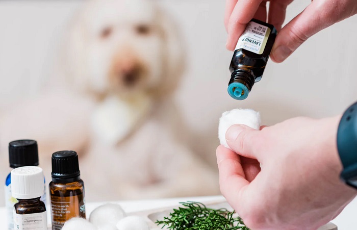 Aromatherapy Service In Kukatpally