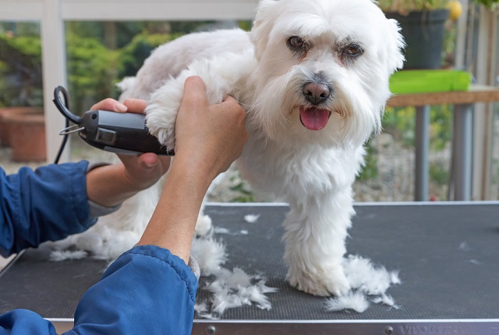 Pet Furminator Treatment Service In Kukatpally