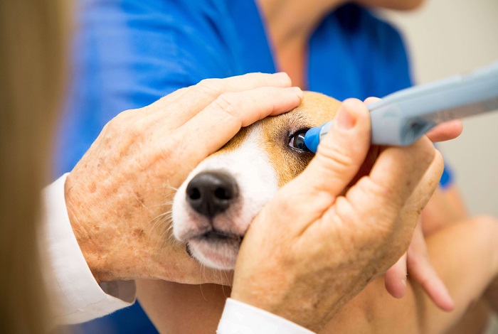 Pet Eye Care In Kukatpally, Pet Ear Care In Kukatpally, Pet Ear Plucking In Kukatpally