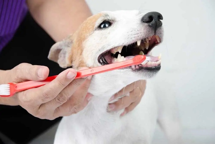 Pet Oral Care In Kukatpally