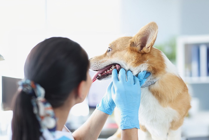 Pet Oral Care In Kukatpally