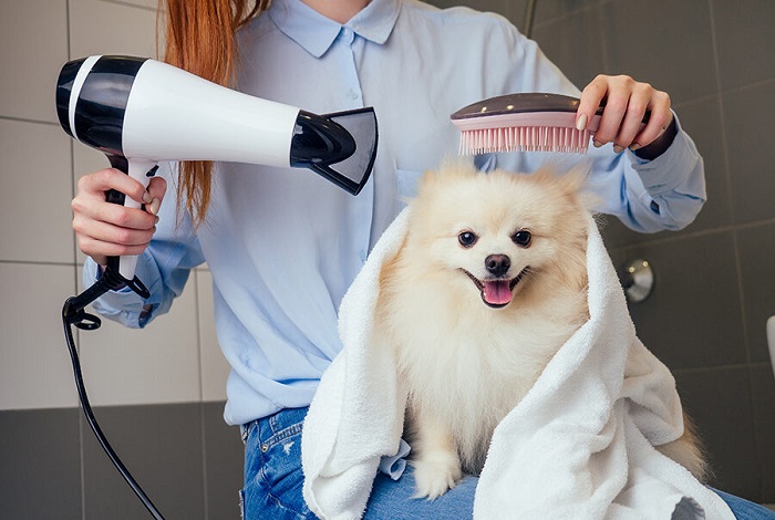 Pet Grooming In Kukatpally