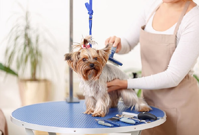 Pet Salon In Kukatpally