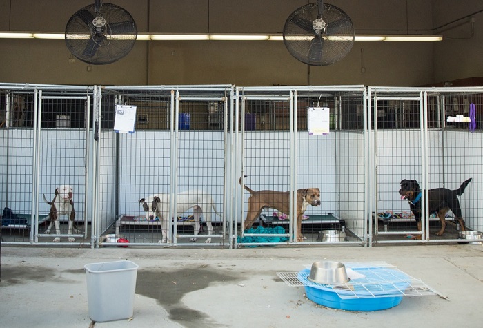 Dog Hostel In Kukatpally
