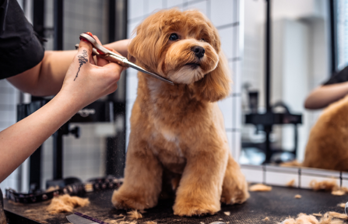 Pet Health Grooming In Kukatpally