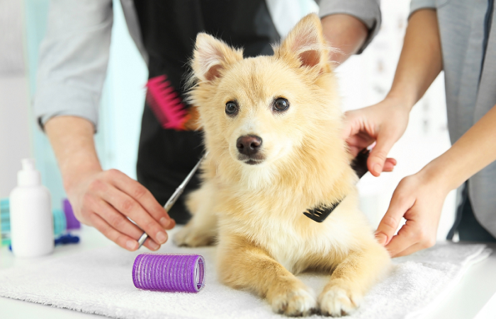 Pet Health Grooming In Kukatpally