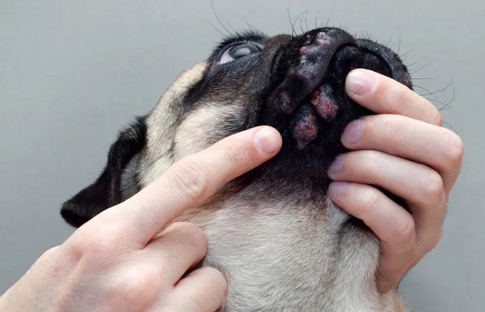 Pet Cosmetic Grooming Service In Kukatpally
