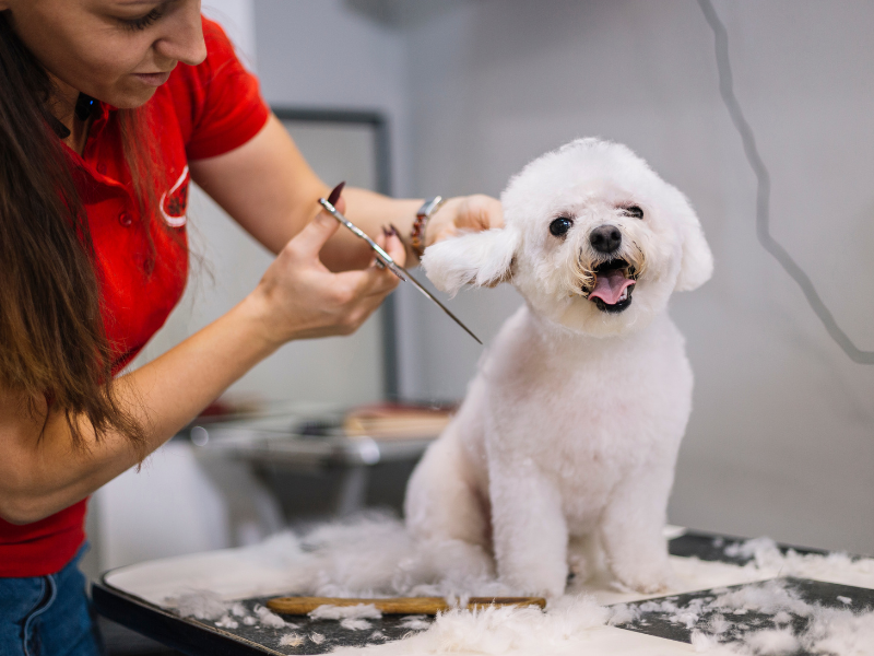 Pet Cosmetic Grooming Service In Secunderabad