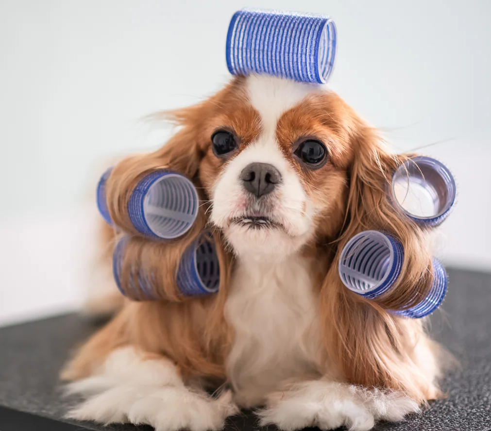 Professional dog grooming at GlamPetz salon
