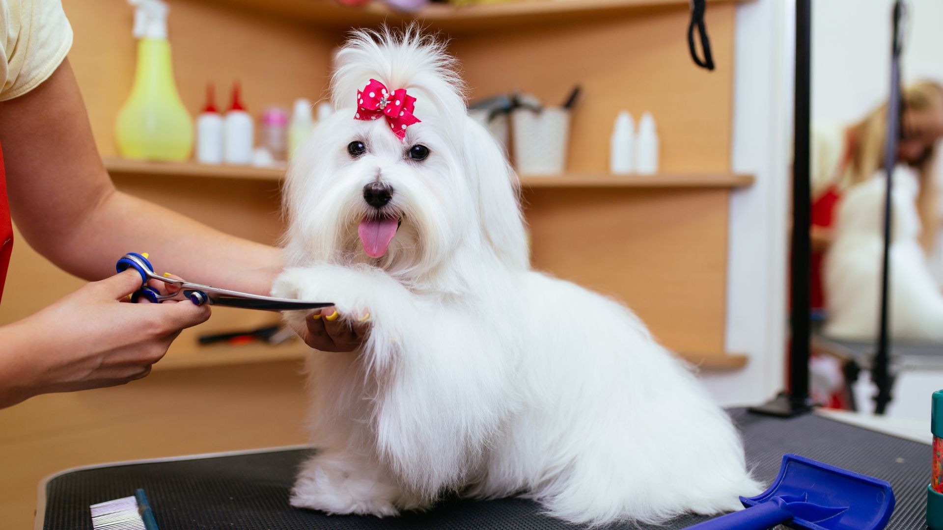 Certified groomer with happy dog