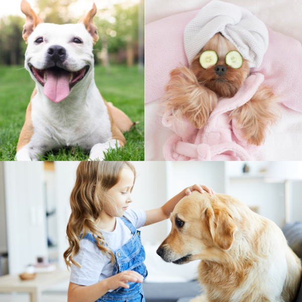 Image Collage of Pet Grooming