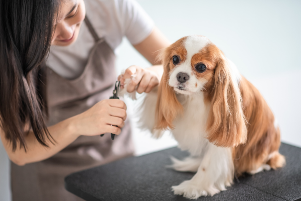 Benefits of Regular Maintainance Grooming Image