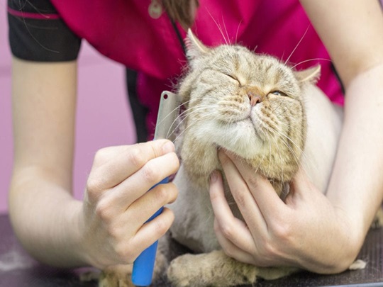 Hair Trimming Service Image