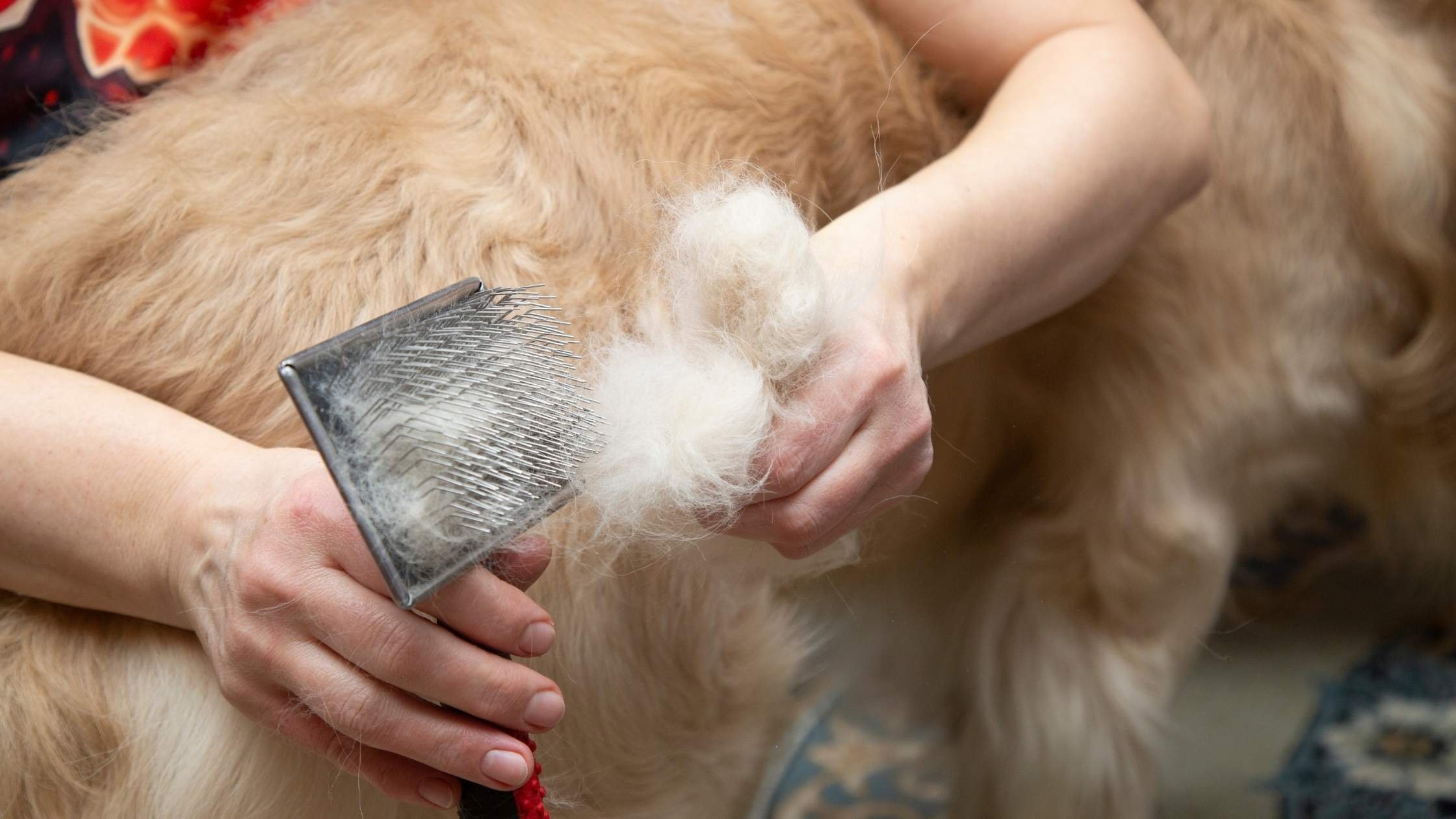 Furminator Treatment Service Image