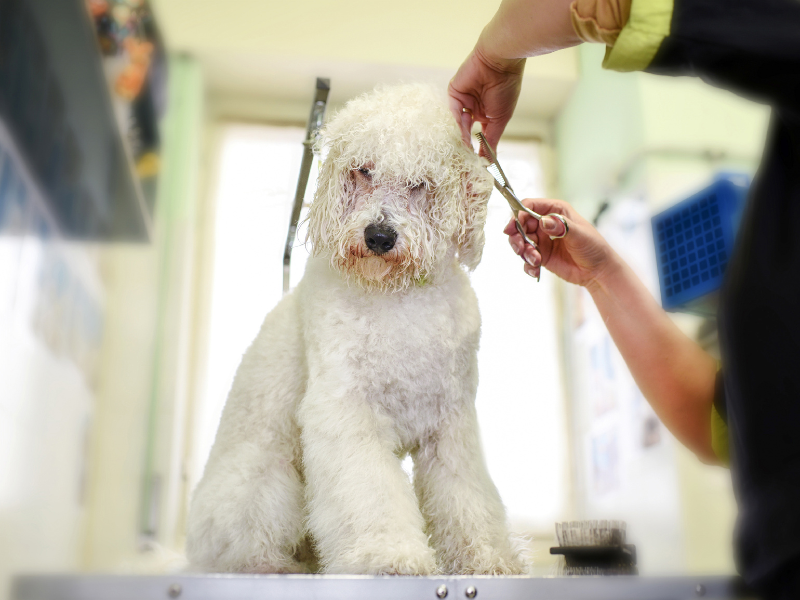 Hair Trimming Service Image