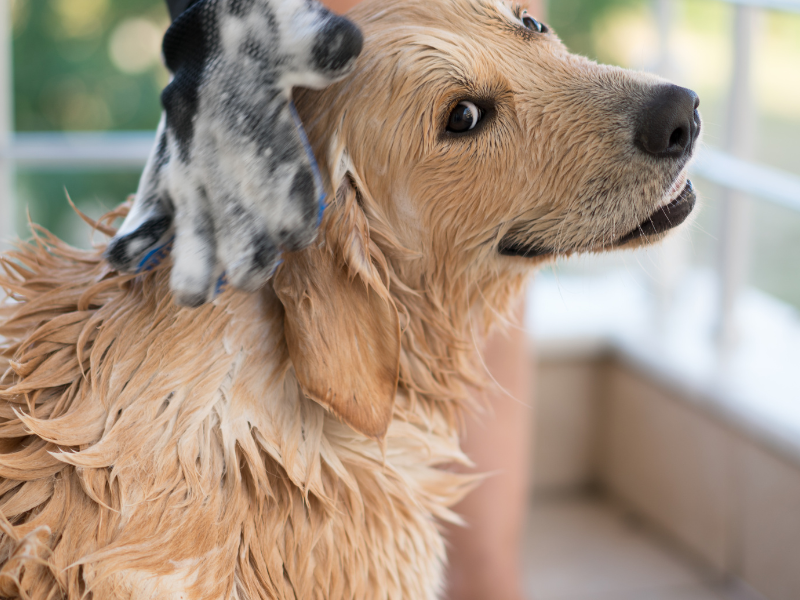 Hydro Bath Service Image