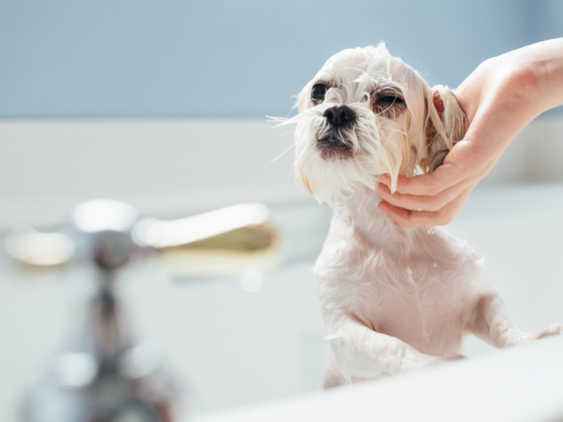 Hydro Bath Service Image