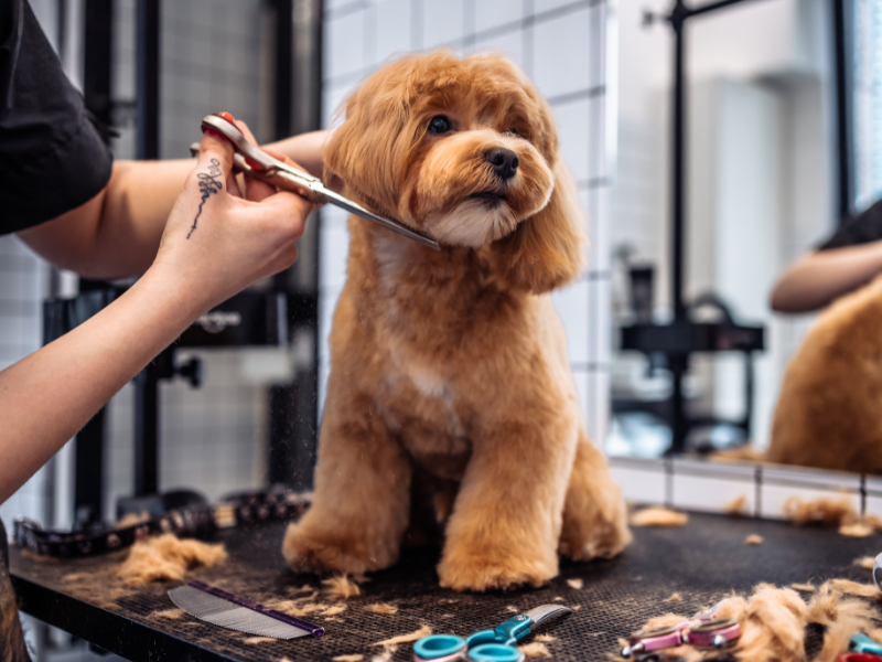 Maintenance Grooming Service Image