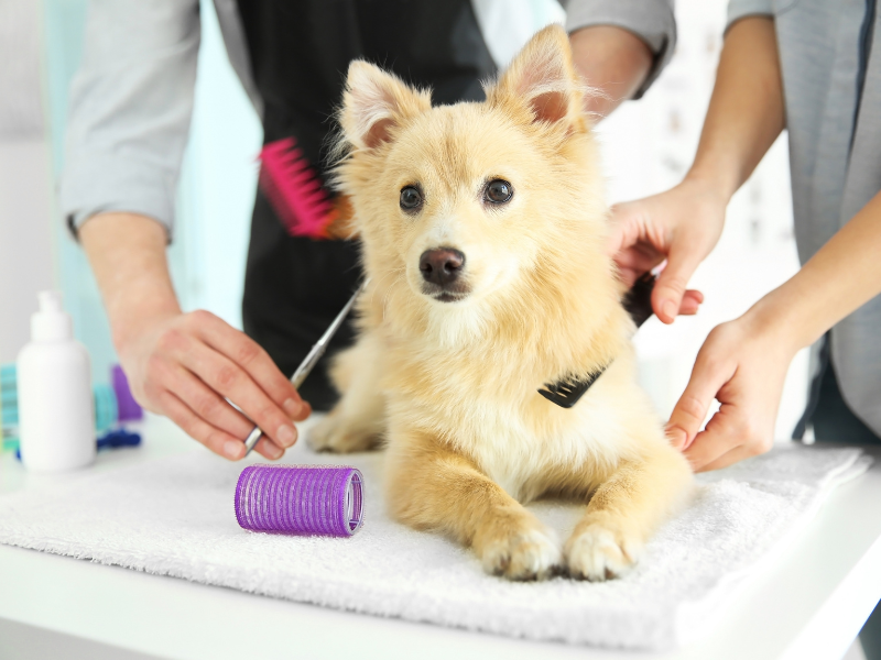 Maintenance Grooming Service Image