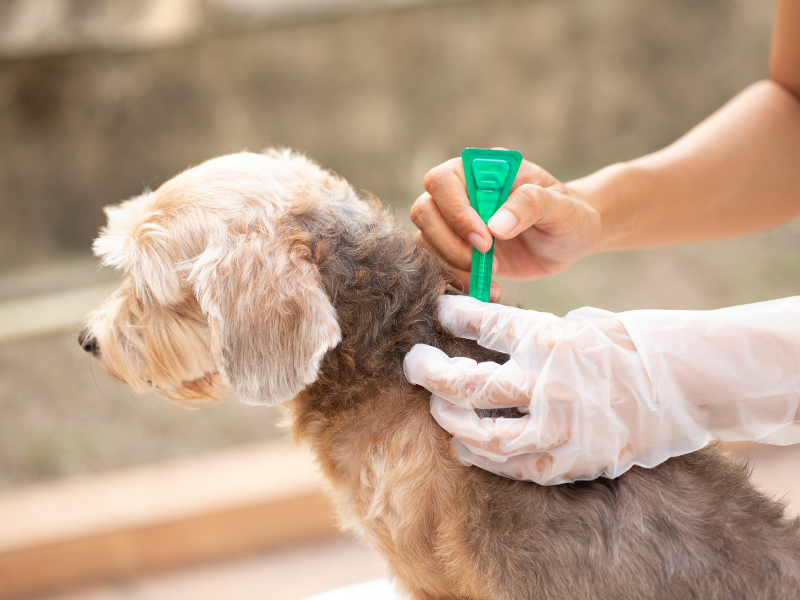 Tick & Flea Treatment Service Image