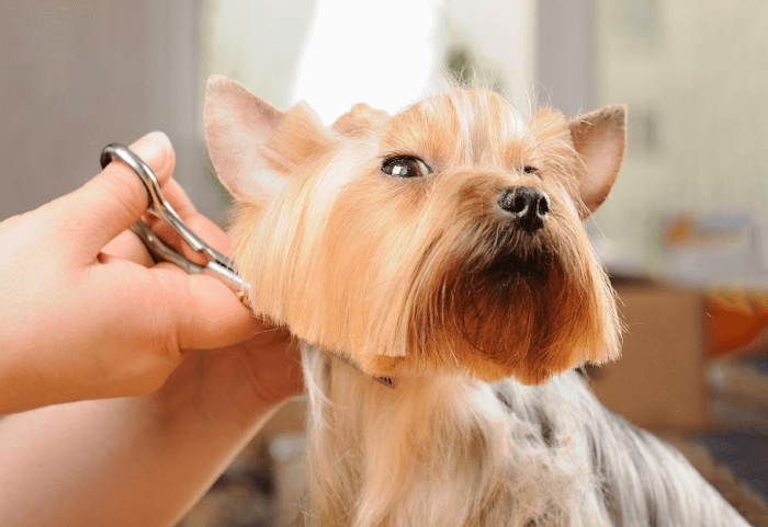 Pet Hair Trimming ServiceIn Goa