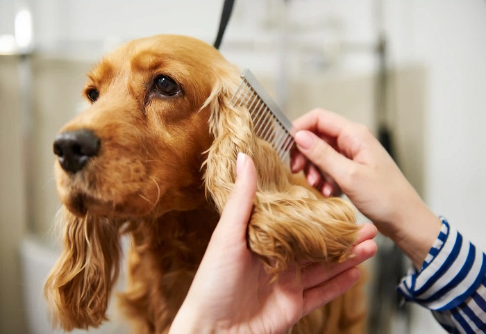 Pet Hair cut Service In Goa