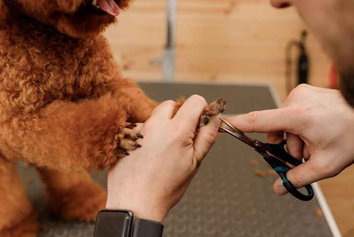 Pet Nail Maintenance In Goa