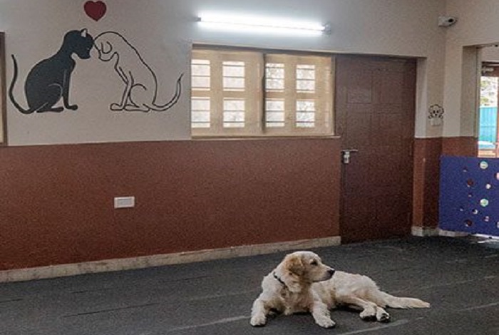 Dog Hostel In Goa